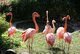 Tierpark Göppingen Flamingos